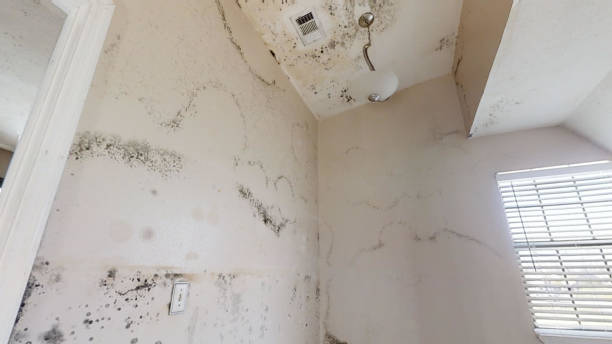 Best Basement Mold Removal  in Braselton, GA