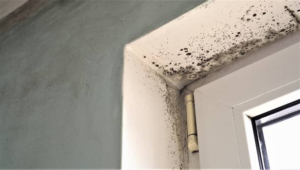 Best Mold Odor Removal Services  in Braselton, GA