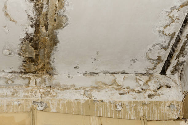 Best Comprehensive Air Testing for Mold Contaminants  in Braselton, GA