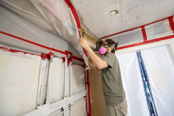  Braselton, GA Mold Removal Pros