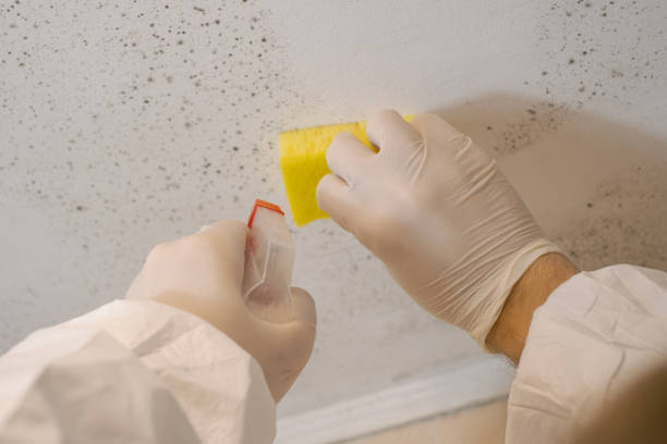 Best Crawl Space Mold Remediation  in Braselton, GA