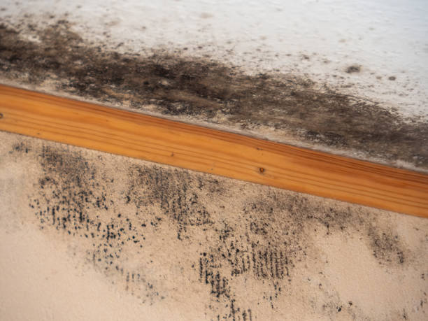 Best Water Damage & Mold Remediation  in Braselton, GA