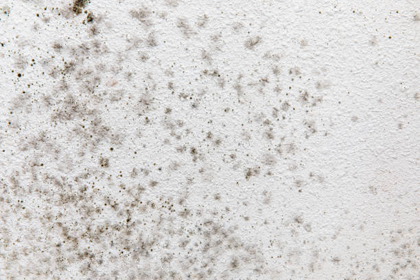 Best Post-Construction Mold Inspection  in Braselton, GA