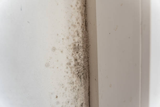 Mold Removal for HVAC Installations in Braselton, GA