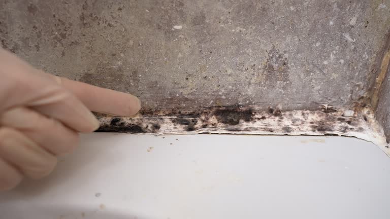 Best Mold Remediation for Healthcare Facilities  in Braselton, GA